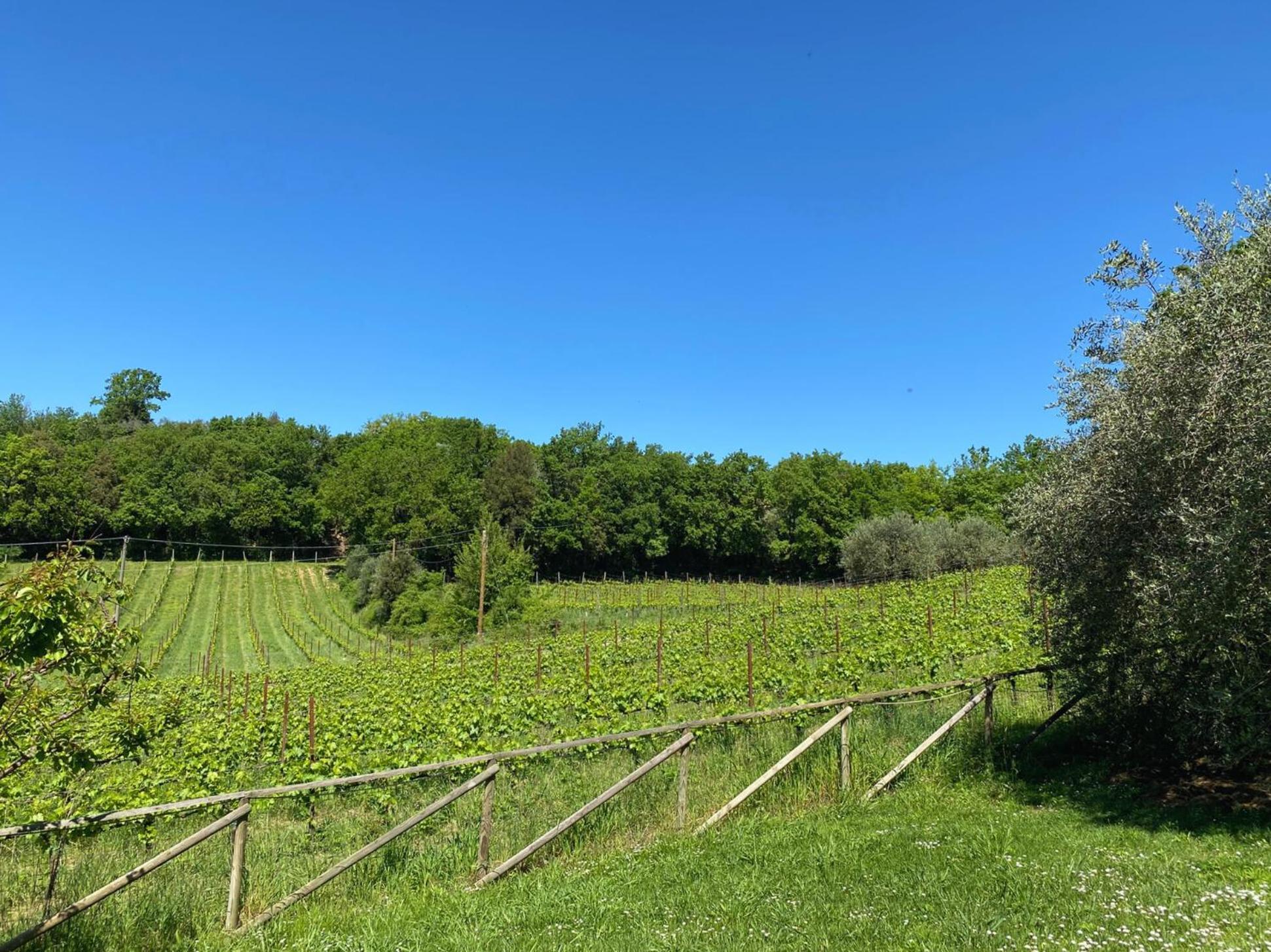 Agriturismo Borgo 7 Tigli - Apt 1 Montepulciano Ngoại thất bức ảnh
